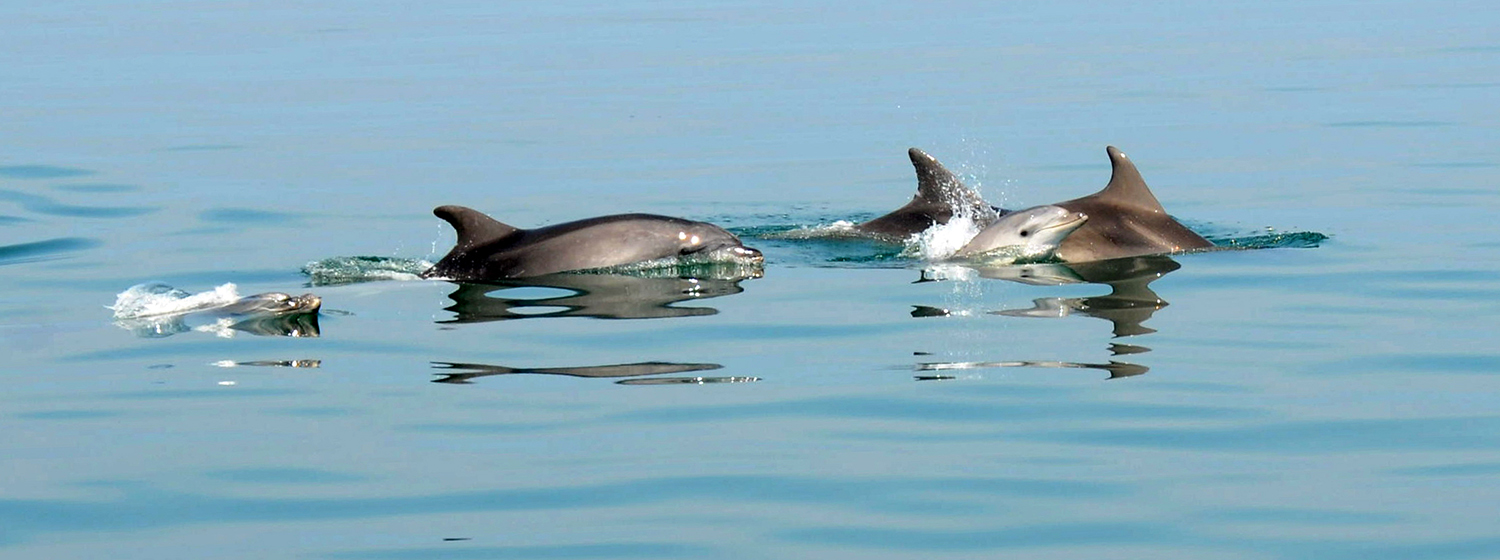 DELFINO COMUNE Delphinus delphis