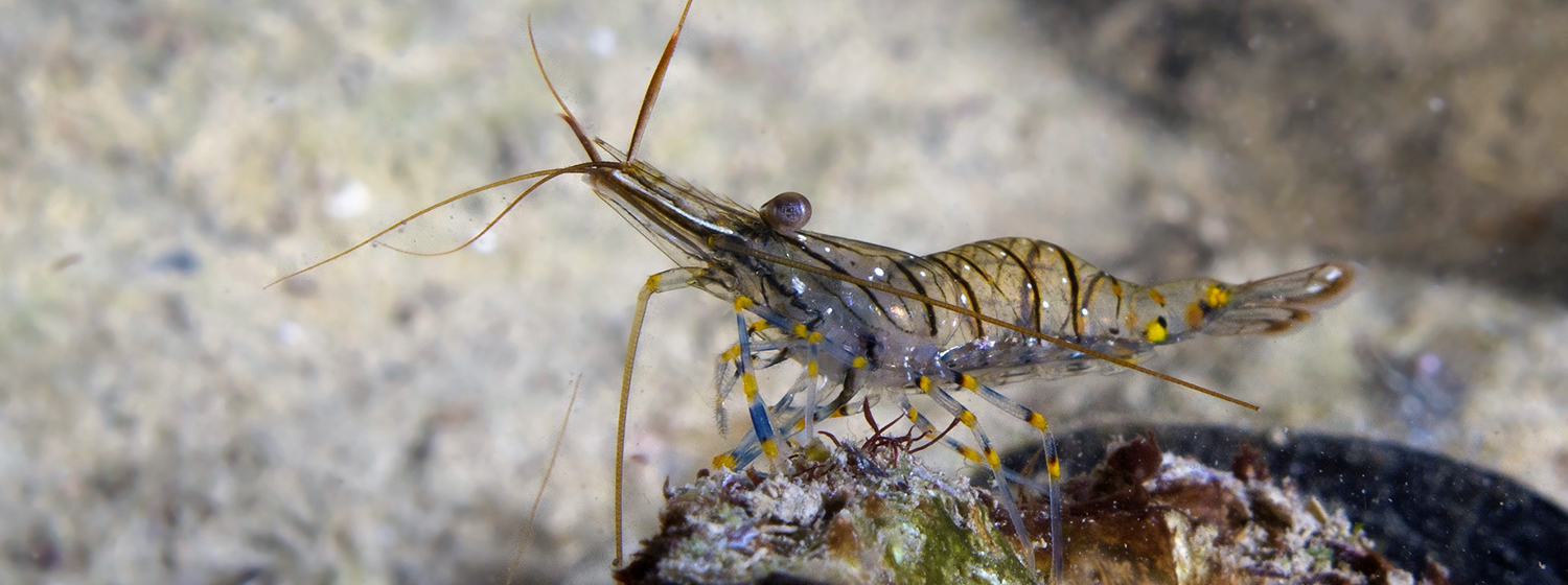 GAMBERETTO Palaemon elegans