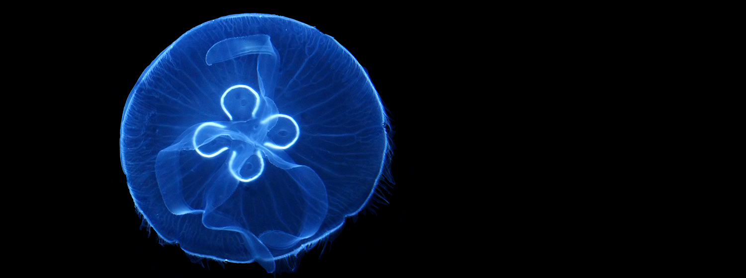 MEDUSA QUADRIFOGLIO Aurelia aurita