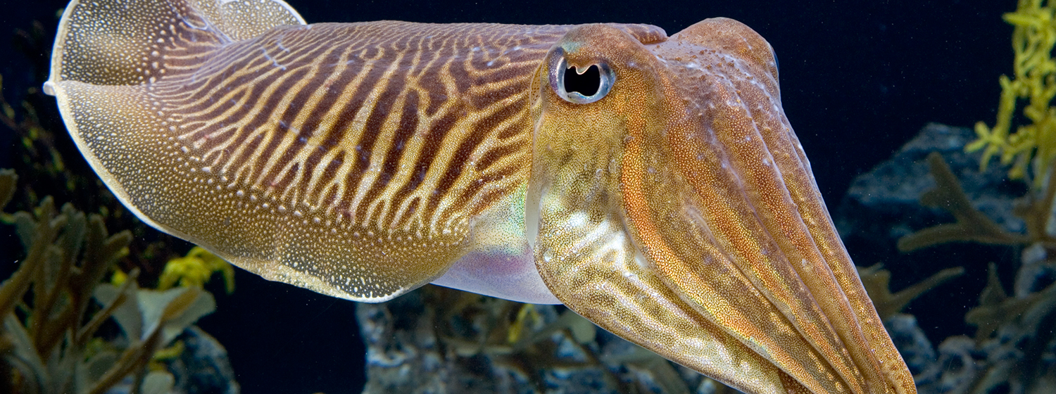 SEPPIA Sepia officinalis