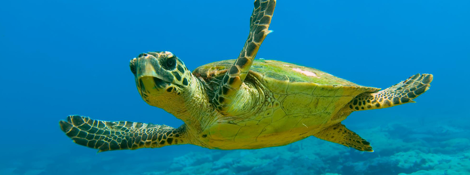 TARTARUGA COMUNE Caretta caretta